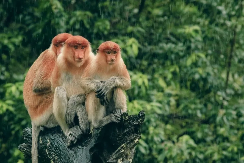 Borneo Safari 2028 – Orangutans, Pygmy Elephants & More
