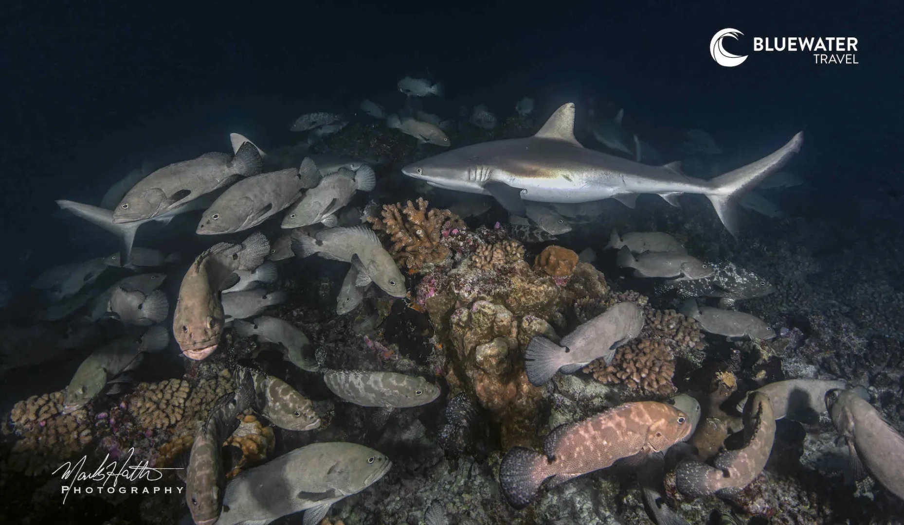 Fakarava Wall Of Sharks Trip 2029