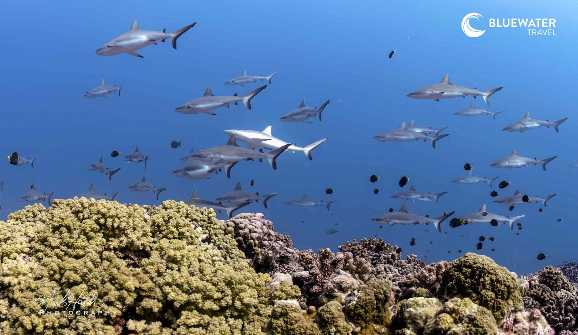 Fakarava Wall Of Sharks Trip 2028