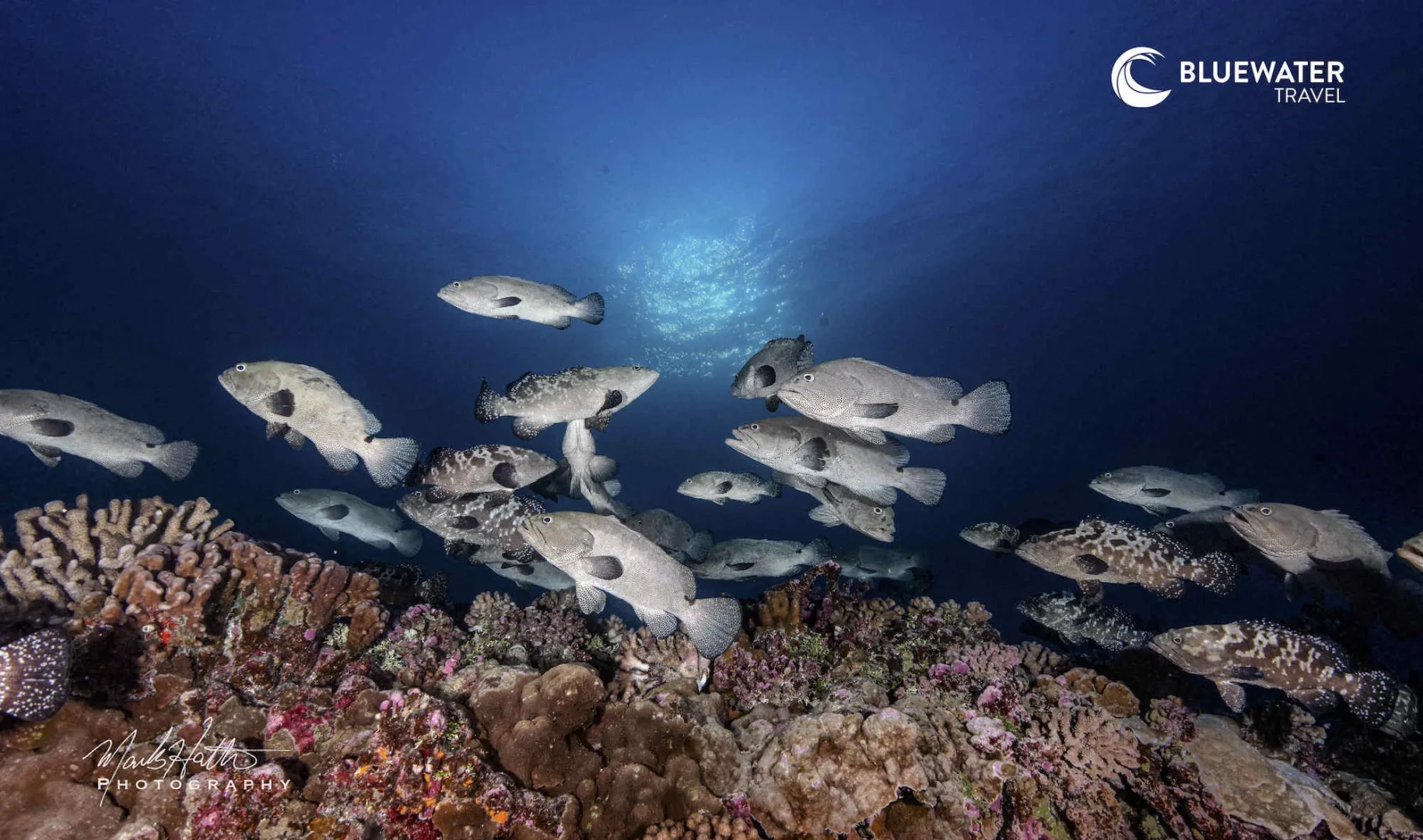 Fakarava Grouper Spawning Trip June 2031