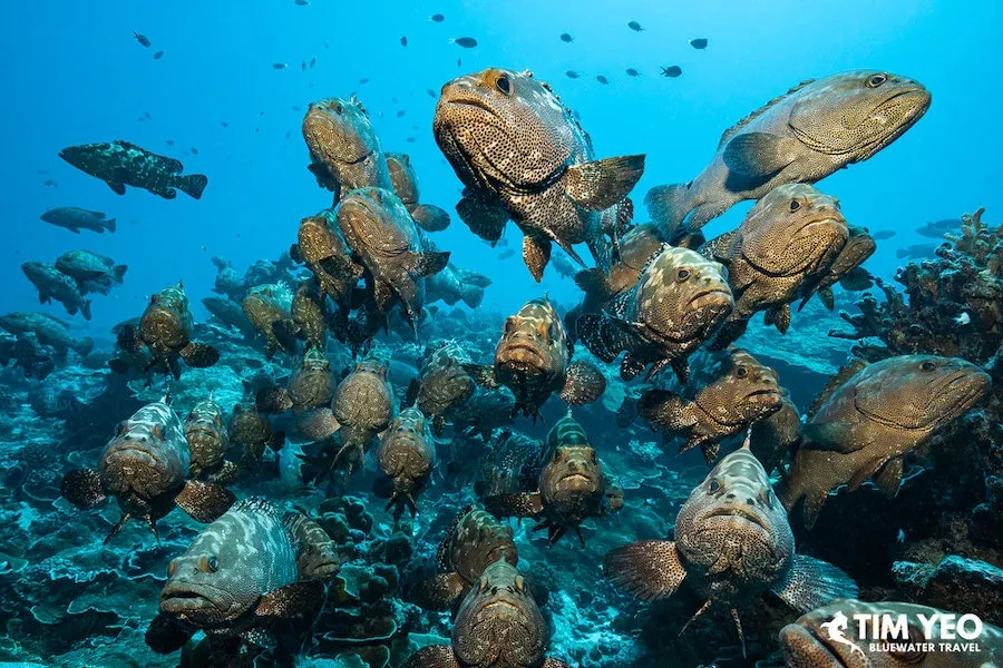 Fakarava Grouper Spawning Trip June 2028
