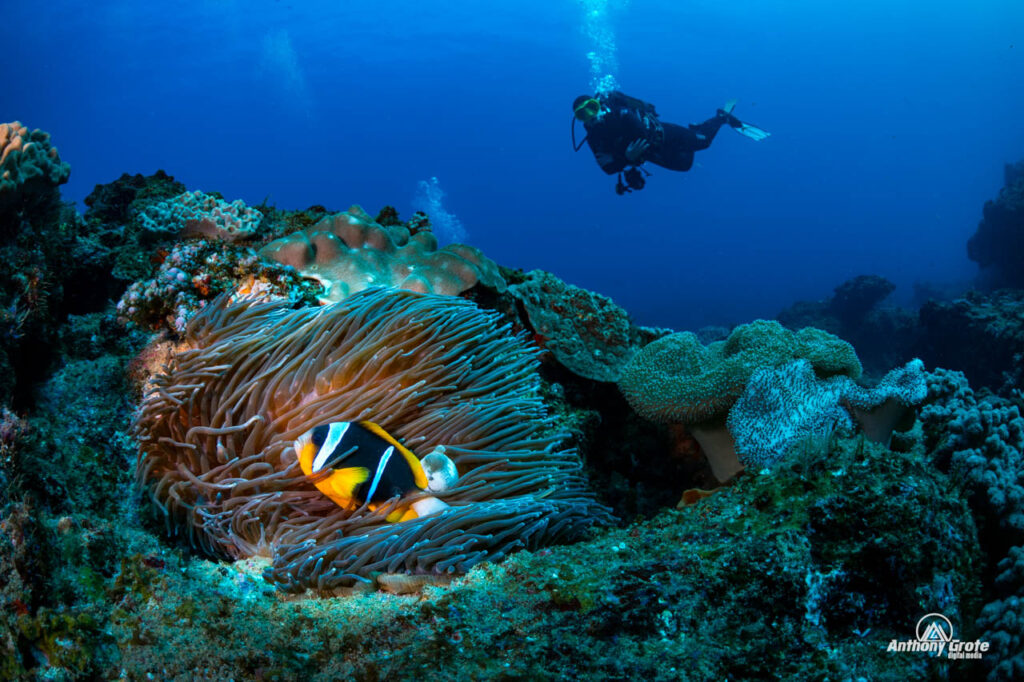 underwater wide angle snoot photography