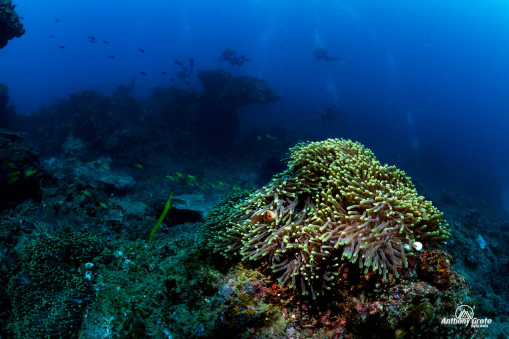 underwater wide angle snoot photography