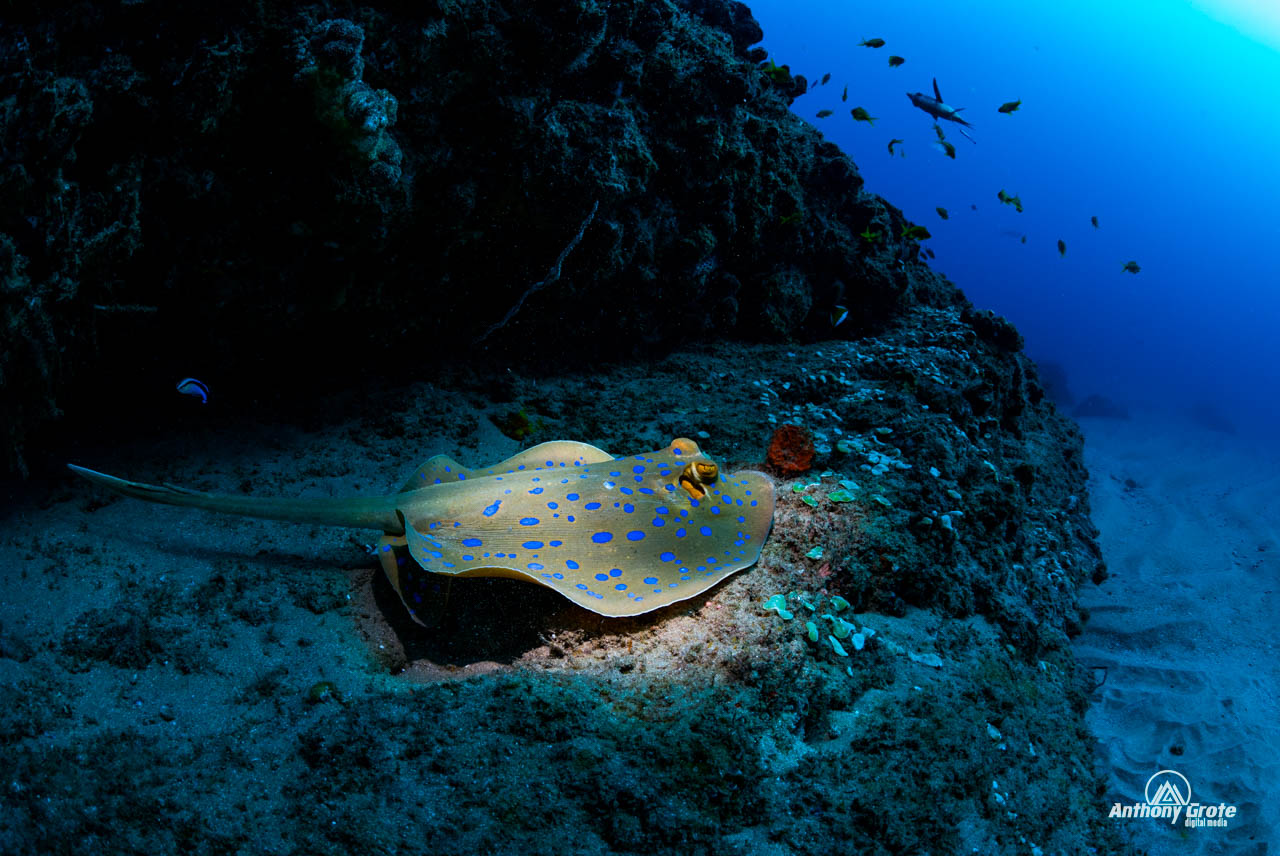 Wide-Angle Snoot Photography: A Guide to Underwater Snoot Lighting