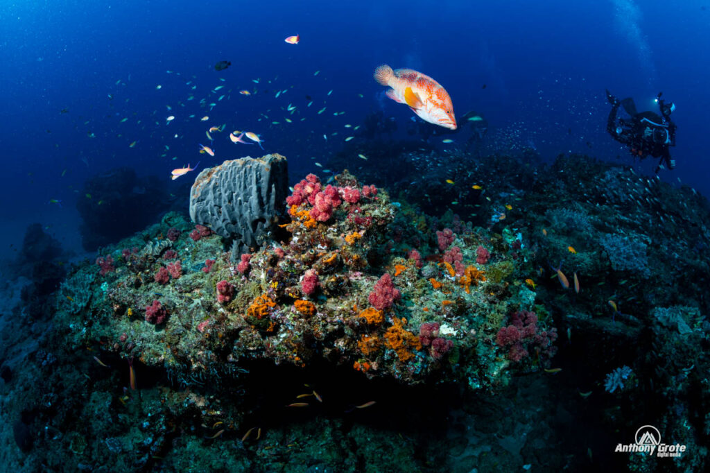 sodwana bay reefs